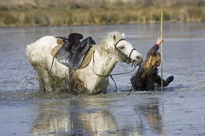 Framed Print : Camargue Horse standing in Swamp Framed Print : Camargue Horse standing in Swamp