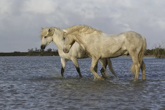 Framed Print : Camargue Horse, Standing in Swamp Framed Print : Camargue Horse, Standing in Swamp