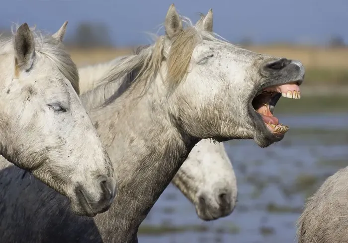Framed Print : Camargue horse yawning, Camargue