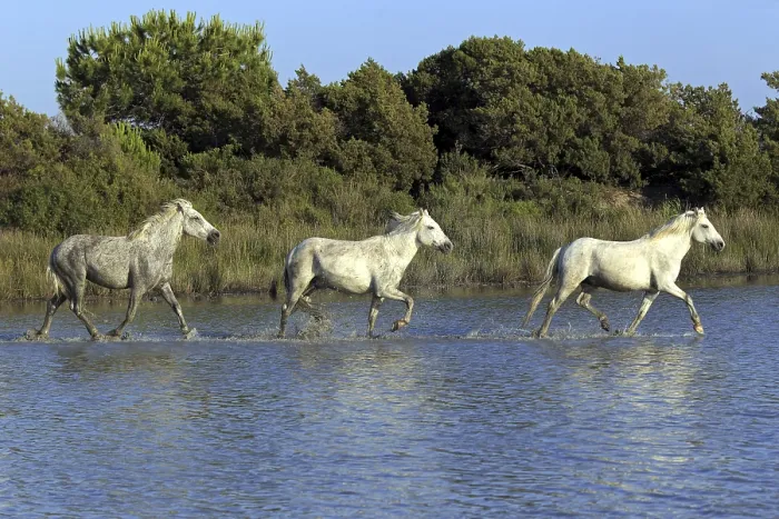 Framed Print : Camargue horses, Camargue, Provence