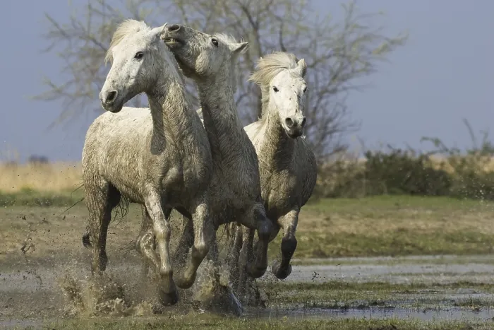Framed Print : Camargue horses, Camargue, South of France