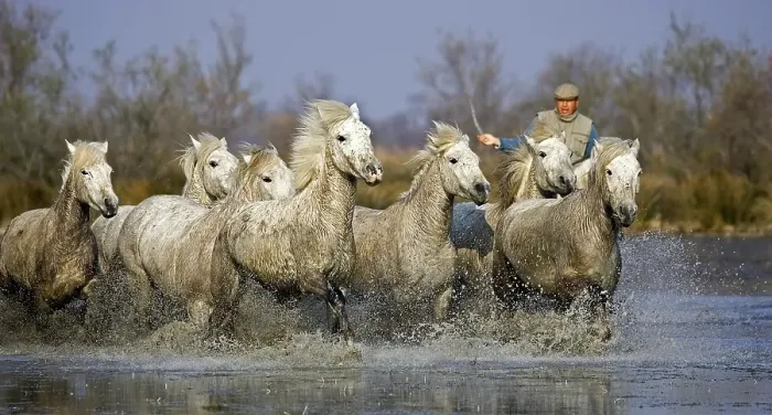 Framed Print : Camargue Horses, Man with Herd standing in Swamp