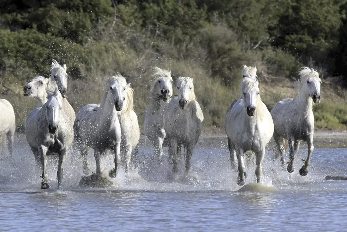 Framed Print : Camargue horses run through water