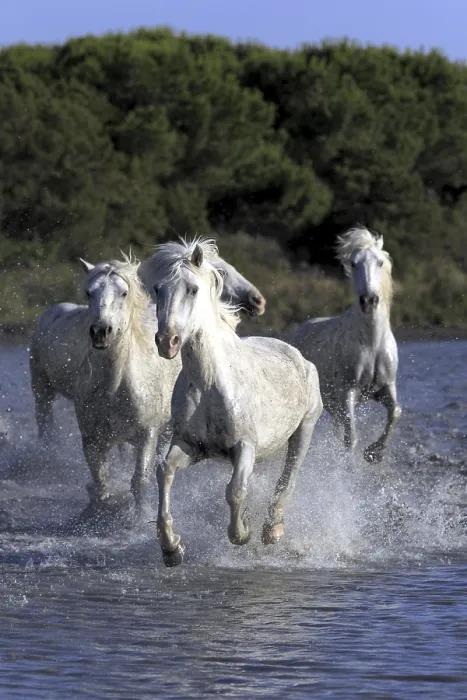 Framed Print : Camargue horses run through water
