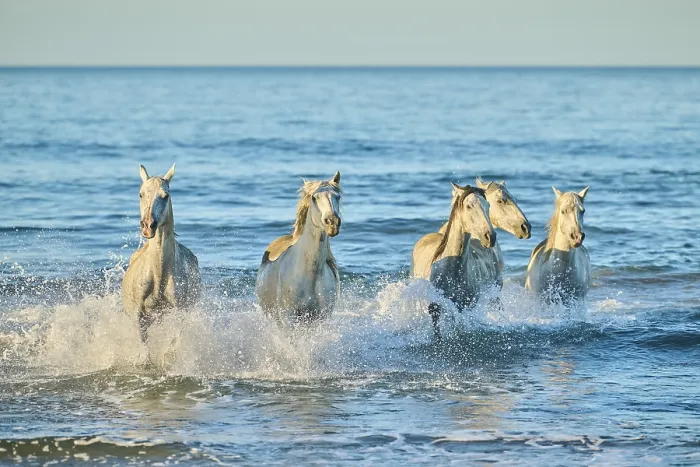 Framed Print : Camargue horses running out of the sea on a beach in morning light Framed Print : Camargue horses running out of the sea on a beach in morning light