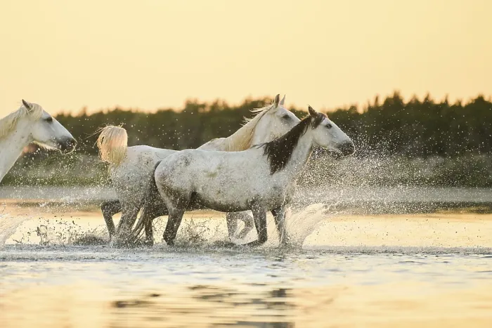 Framed Print : Camargue horses running through the water at sunrise Framed Print : Camargue horses running through the water at sunrise