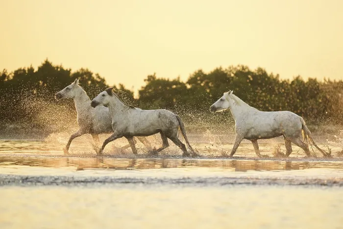 Framed Print : Camargue horses running through the water at sunrise Framed Print : Camargue horses running through the water at sunrise