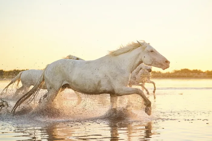 Framed Print : Camargue horses running through the water at sunrise