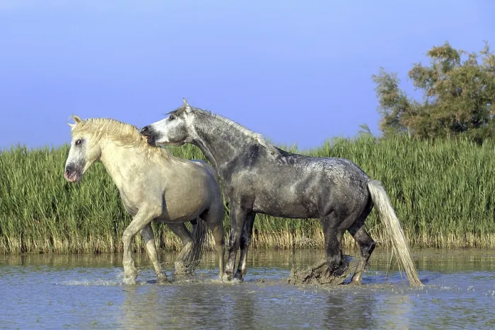 Framed Print : Camargue horses, stallions, Camargue