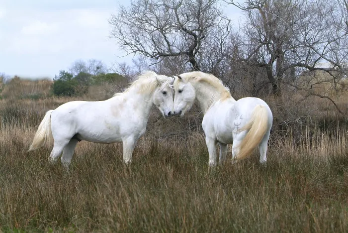 Framed Print : Camargue horses, stallions, Camargue