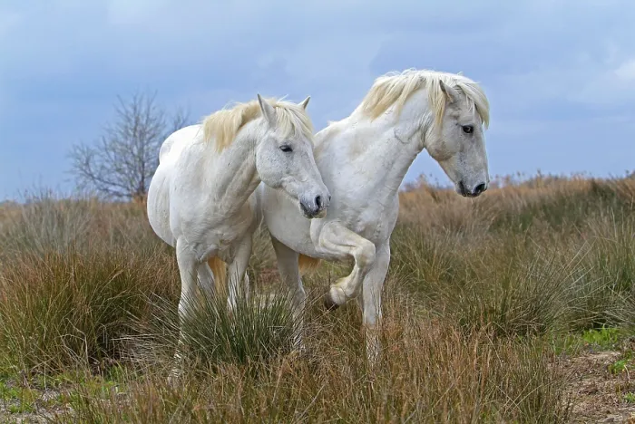 Framed Print : Camargue horses, stallions, Camargue