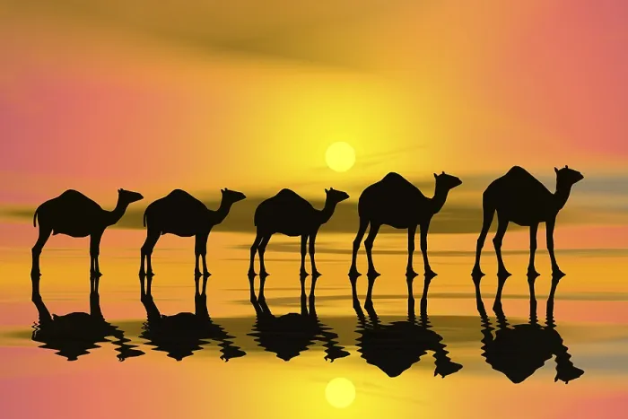 Framed Print : Camel caravan at sunset, silhouette, 3D graphics