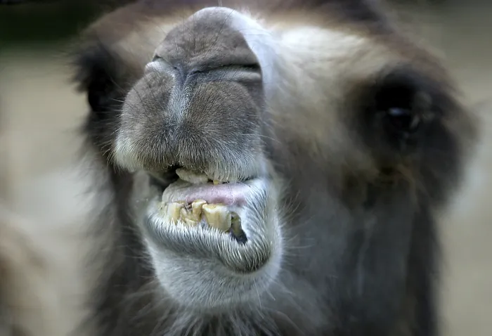 Framed Print : Camel close-up Framed Print : Camel close-up