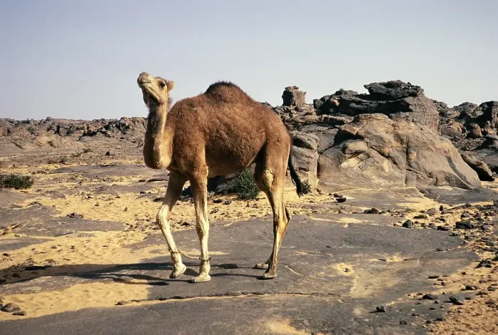 Framed Print : A camel grazing on the rocky Tassili plateau, Tassili N'Ajjer National Park, Algeria, North Africa 1973 Tassili N'Ajjer National Park, Africa