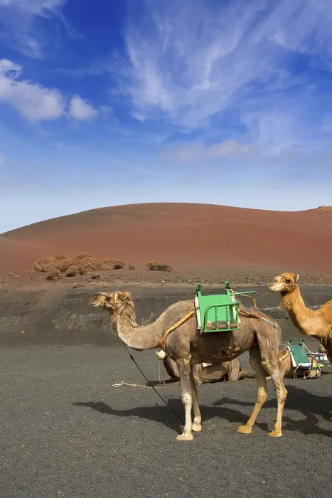 Framed Print : Camel in Lanzarote in timanfaya fire mountains at Canary Islands Framed Print : Camel in Lanzarote in timanfaya fire mountains at Canary Islands