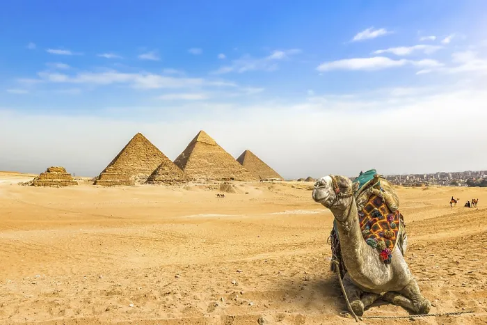 Framed Print : Camel resting near great pyramids in desert of Giza