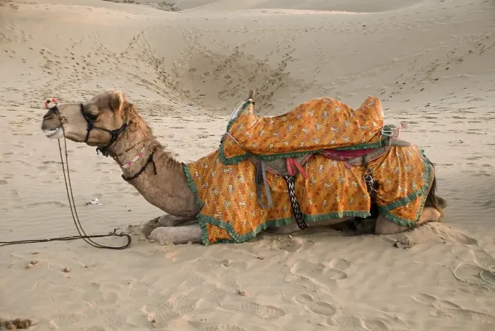 Framed Print : Camel resting at sam sand dunes at Jaisalmer