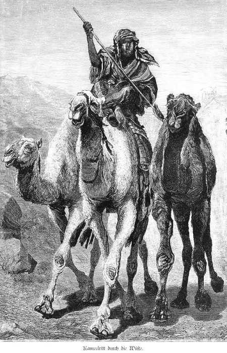 Framed Print : Camel ride through the desert, Egypt Framed Print : Camel ride through the desert, Egypt