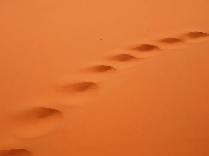 Framed Print : Camel tracks in the desert sand