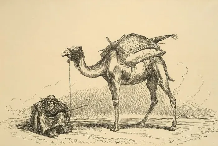 Framed Print : Camels and camel riders on the Nile