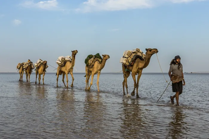 Framed Print : Camels loaded with rock salt plates walk through a salt lake