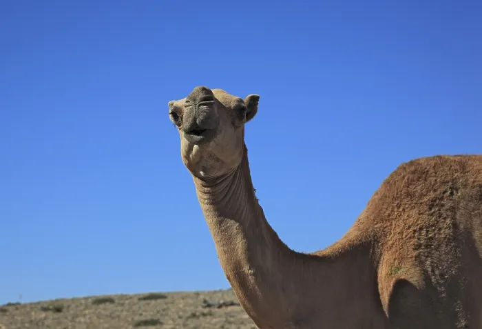 Framed Print : Camels, Oman Framed Print : Camels, Oman
