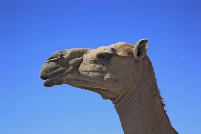 Framed Print : Camels, Oman