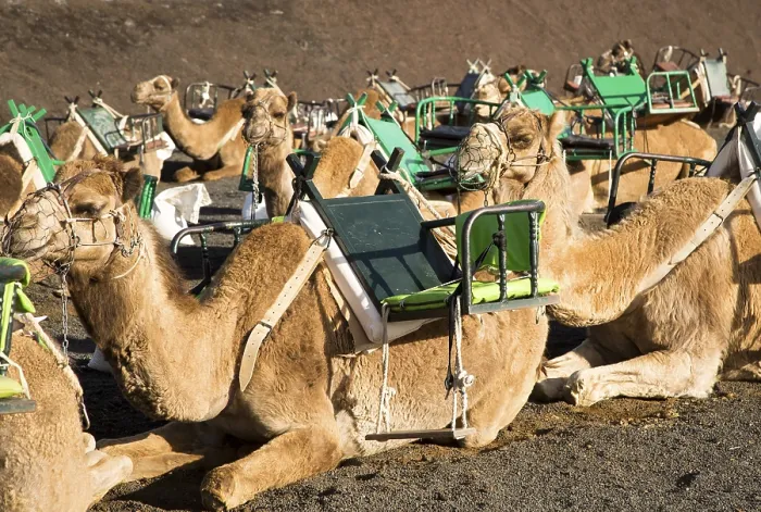 Framed Print : Camels in Parque Nacional de Timanfaya