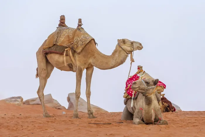 Framed Print : Two Camels with saddle resting in Jordan desert Wadi Rum