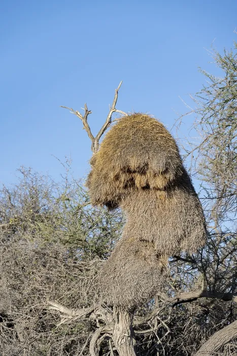 Framed Print : Camel's thorn tree (Acacia erioloba) with nest of the edible weaver