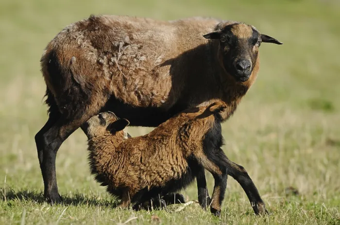 Framed Print : Cameroon sheep, domestic sheep (Ovis gmelini aries) Ewe with lamb in a meadow