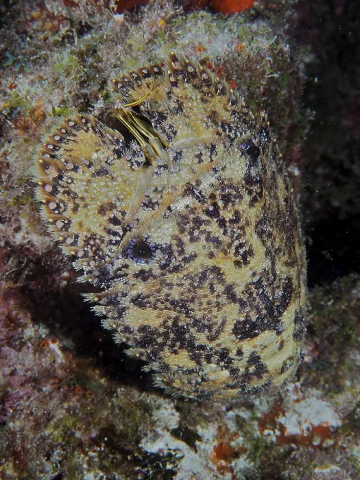 Framed Print : Camouflage-coloured marine creature with detailed texture and patterning