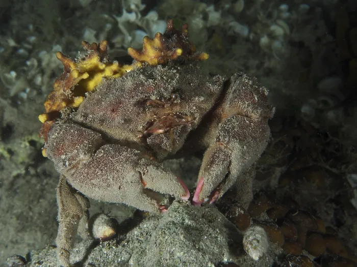 Framed Print : A camouflaged crab