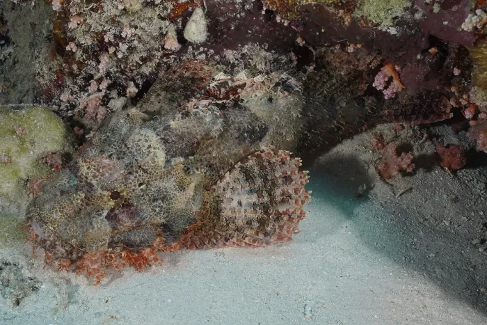 Framed Print : A camouflaged fish, fringed scorpionfish (Scorpaenopsis oxycephala)