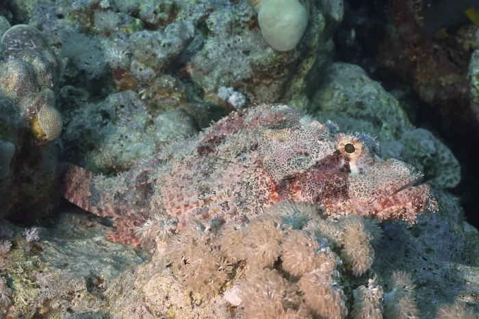 Framed Print : A camouflaged fish, fringed scorpionfish (Scorpaenopsis oxycephala) Framed Print : A camouflaged fish, fringed scorpionfish (Scorpaenopsis oxycephala)