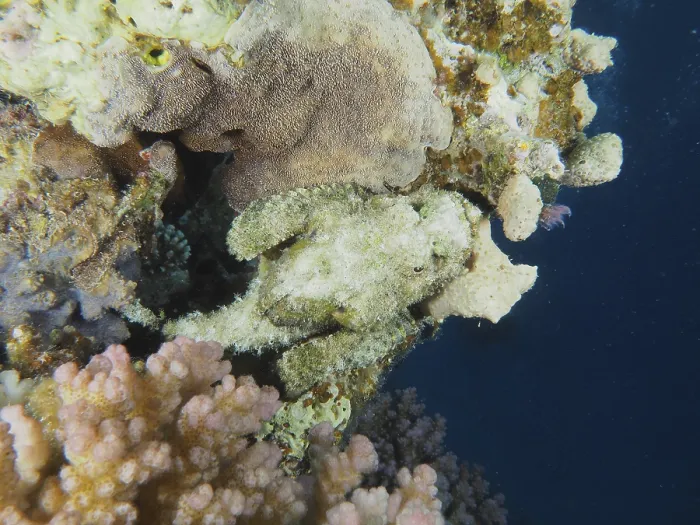 Framed Print : A well camouflaged fish, fringed scorpionfish (Scorpaenopsis oxycephala)
