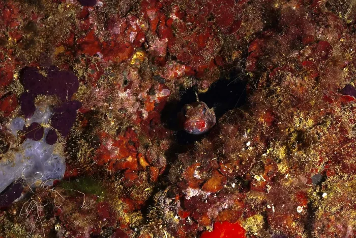 Framed Print : Camouflaged fish, redmouth goby (Gobius cruentatus)