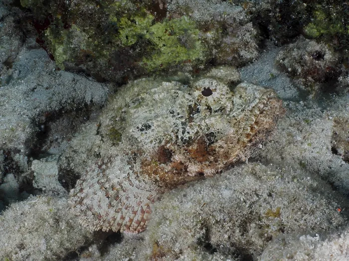 Framed Print : A well camouflaged fish, Spotted scorpionfish (Scorpaena plumieri)