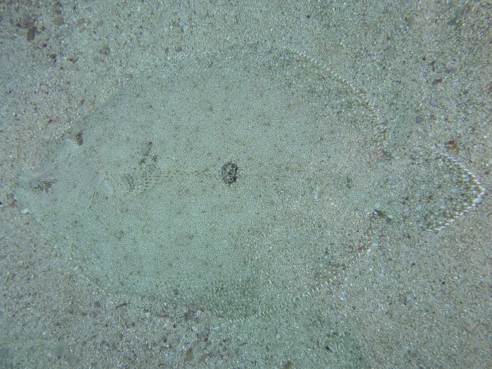 Framed Print : Well camouflaged peacock flounder (Bothus mancus) from above Framed Print : Well camouflaged peacock flounder (Bothus mancus) from above