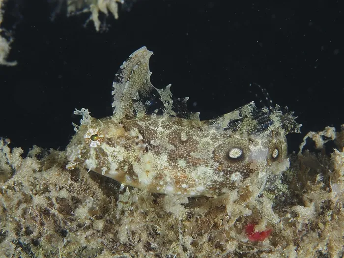 Framed Print : Well camouflaged sabre-tooth blenny (Petroscirtes mitratus) Framed Print : Well camouflaged sabre-tooth blenny (Petroscirtes mitratus)