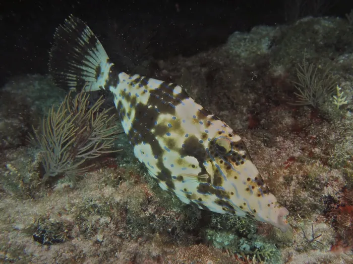 Framed Print : Camouflaged script filefish (Aluterus scriptus) floats at night near the seabed between algae and corals Framed Print : Camouflaged script filefish (Aluterus scriptus) floats at night near the seabed between algae and corals