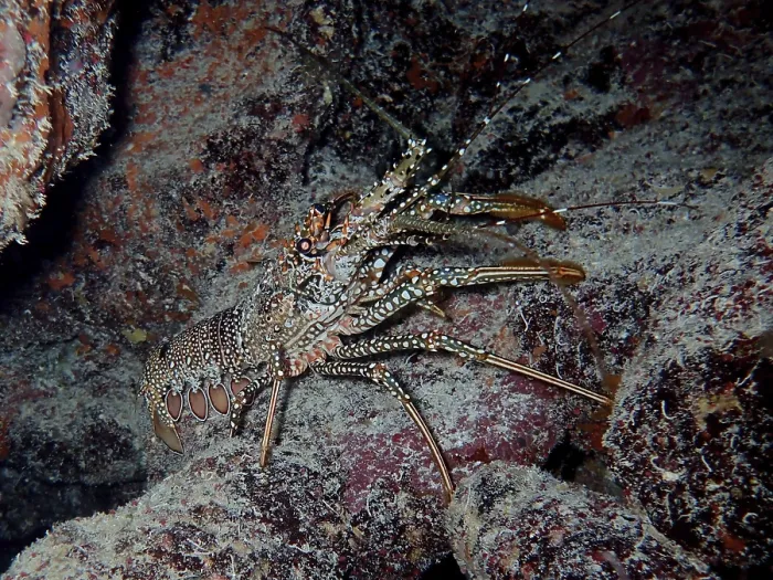 Framed Print : A camouflaged spotted crayfish (Panulirus guttatus) between rocks in the underwater habitat Framed Print : A camouflaged spotted crayfish (Panulirus guttatus) between rocks in the underwater habitat