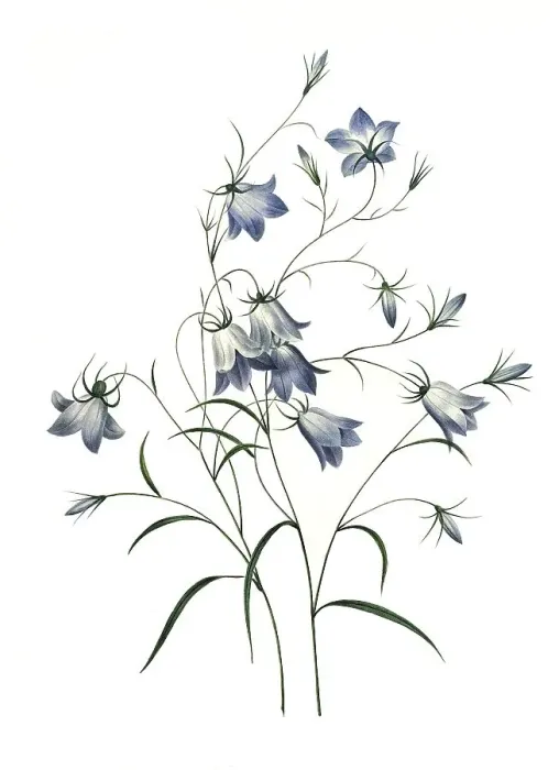 Framed Print : Campanule clochette, meadow bellflower