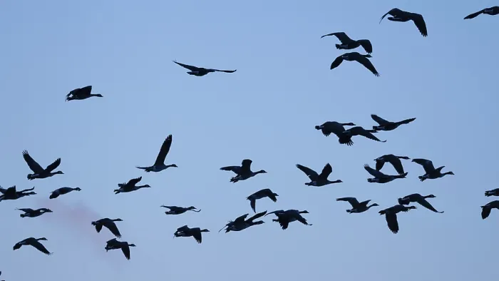 Framed Print : Canada geese in blue sky, Umminger See