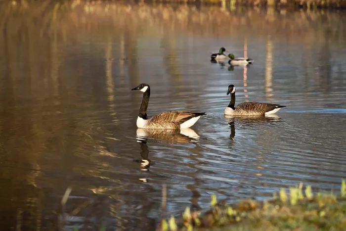Framed Print : Canada geese (Branta canadensis) Framed Print : Canada geese (Branta canadensis)