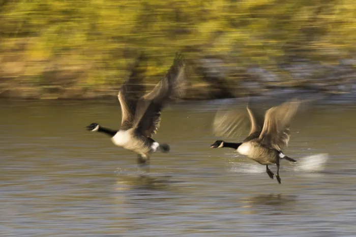 Framed Print : Canada geese (Branta canadensis) Framed Print : Canada geese (Branta canadensis)