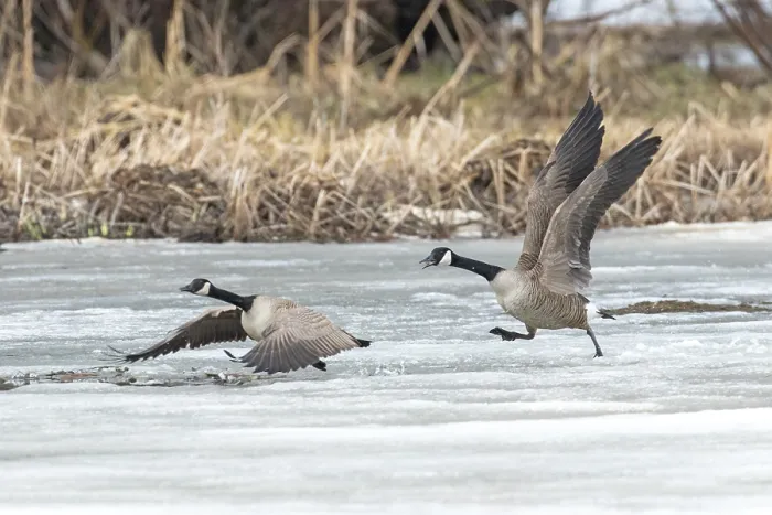 Framed Print : Canada geese (branta canadensis)