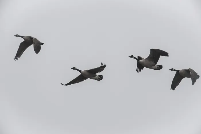 Framed Print : Canada geese (Branta canadensis)