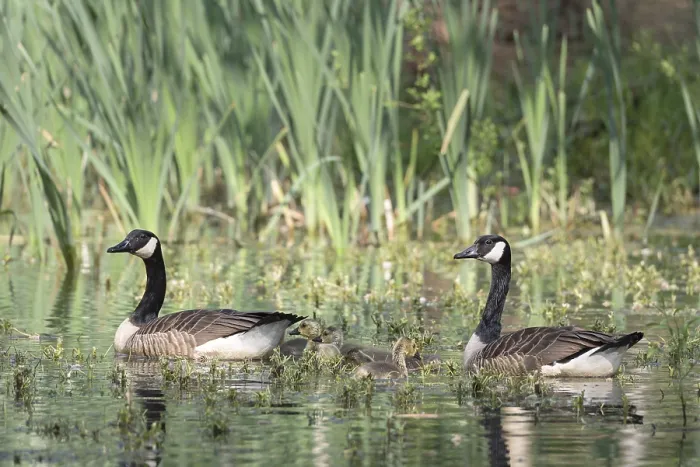 Framed Print : Canada geese (Branta canadensis) and Goessel Framed Print : Canada geese (Branta canadensis) and Goessel