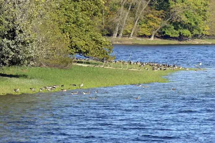 Framed Print : Canada geese (Branta canadensis) and greylag geese (Anser anser) on the shore of Lake Mohne
